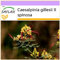 SAFLAX - Winterharter Pfauenstrauch - 10 Samen - Caesalpinia gillesii
