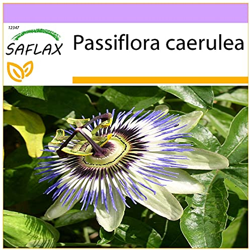 SAFLAX - Blaue Passionsblume - 25 Samen - Passiflora caerulea
