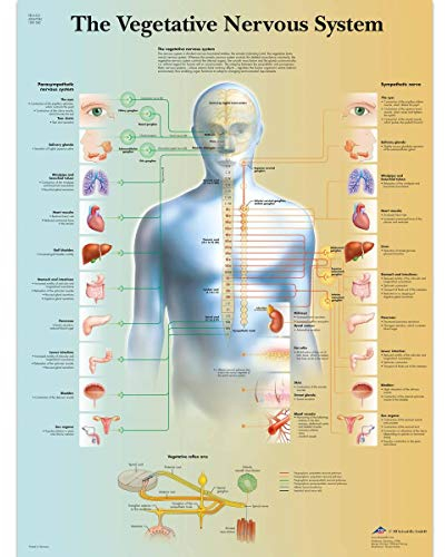 3B Scientific Lehrtafel Das vegetative Nervensystem