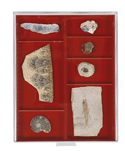 LINDNER Das Original Sammelbox Standard mit 2 flexibel unterteilbaren Fächern 105 x 280 x 29 mm