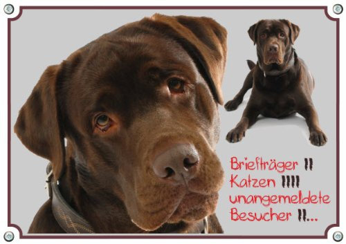 Petsigns Hundeschild brauner Labbi - Warnschild aus 1,5 mm Metallplatte - TOP TIPP, 2. DIN A4