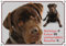 Petsigns Hundeschild brauner Labbi - Warnschild aus 1,5 mm Metallplatte - TOP TIPP, 2. DIN A4