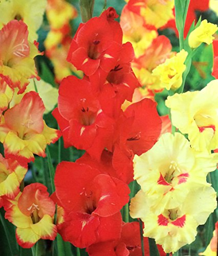 'Tequila Sunrise Mischung' großen Blüten Gladiolen ~ 8 Leuchtmittel 12/14 cm +