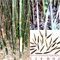Bambus Fargesia yunnanensis (Borinda yunnanensis) 10 Samen