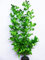 Aquarium plant (Silk) Glossy Greens Fish Tank Decoration (50cm Tall)