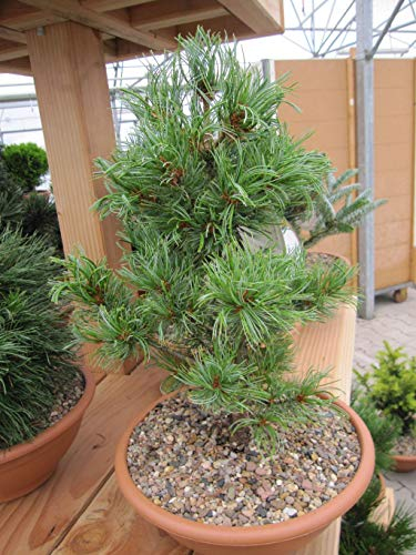 Pinus parviflora Schoons Bonsai - Mädchenkiefer Schoons Bonsai