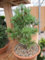Pinus parviflora Schoons Bonsai - Mädchenkiefer Schoons Bonsai