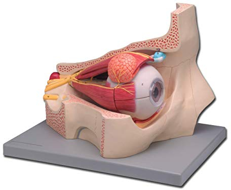 Gima - 11-teiliges anatomisches Modell des menschlichen Auges, 5X-Vergrößerung