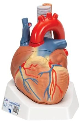 3B Scientific Menschliche Anatomie - Herzmodell, 7-teilig + kostenlose Anatomie App - 3B Smart Anatomy, VD253