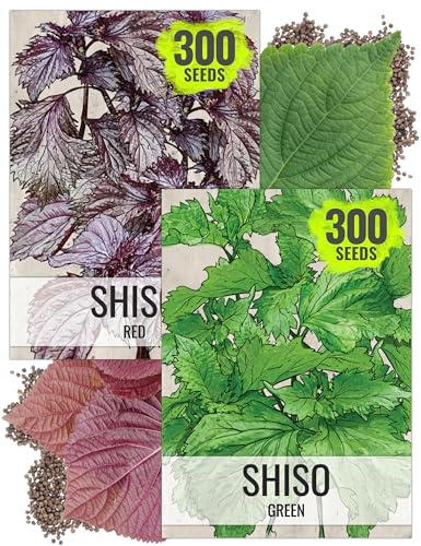 Seed Needs Shiso Seeds for Planting Green & Red Perilla - Non-GMO Heirloom & Untreated Herb Seed to Plant an Indoor/Outdoor Culinary Garden (Collection of 2 Packets)