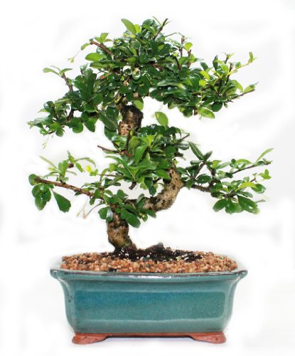 Indoorbonsaiandexotics Fukien Tea Bonsai Tree in 6 or 8 inh Glazed Pot