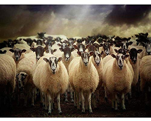 Wee Blue Coo Sheep Flock Farm Animal Art Print Poster Wall Decor Kunstdruck Poster Wand-Dekor-12X16 Zoll
