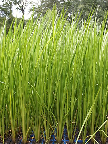 2er-Set - Acorus calamus - Indischer Kalmus - Wasserpflanzen Wolff