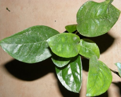 Mühlan Wasserpflanzen 1 Topf Anubia Nigeria, Neuheit, Rarität