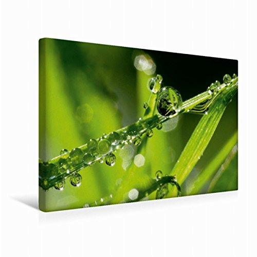CALVENDO Meine kleine grüne Wassertropfen Welt