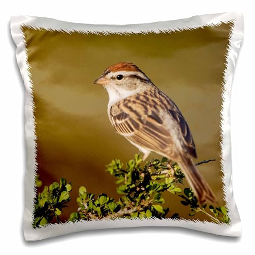 3dRose pc_84227_1 Chipping Sparrow Bird, Hill Country, Texas-NA02 RNU0058-Rolf Nussbaumer-Pillow Case, 40,6 x 40,6 cm