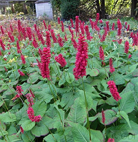 Kerzenknöterich Inverleith - Bistorta amplexicaulis