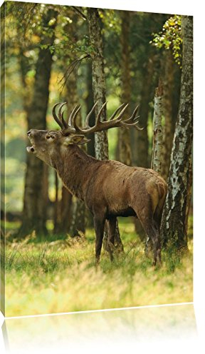 Pixxprint Hirsch im Wald, Größe: 100x70cm, Leinwandbild, fertig gespannt, Wandbild, Dekoration, Kunstdruck, kein Poster