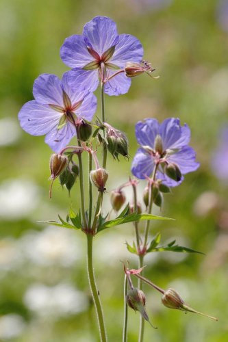 JustSeed - Wild Flower (British) - Meadow Cranesbill - Geranium pratense - 200 Seeds - Large Pack