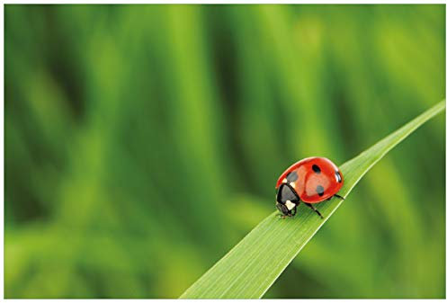 Wallario Premium XXL-Vliestapete Marienkäfer auf grünem Blatt - Fototapete Größe: 400 x 267 cm