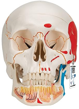 3B Scientific Menschliche Anatomie - A22/1 Klassik-Schädelmodell mit eröffnetem Unterkiefer mit magnetischen Verbindungen, bemalt, 3-teilig + kostenlose Anatomie App - 3B Smart Anatomy