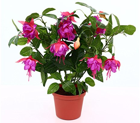 Kunstpflanze Fuchsia 30cm hoch mit Übertopf mit pink/violetten Blüten - Künstliche Nachtkerzen Fuchsie blühend