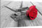 Klebefieber Glasbild Rote Rose B x H: 60cm x 40cm