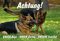Melis-Folienwerkstatt Schild Warnschild Achtung Schäferhund – Achtung Unser Haus Unser Garten Unsere Familie - Hund Hundeschild 30x20cm Hartschaum Aluverbund -S28I