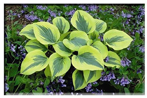 Hosta Liberty Single Division