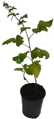 3 x dornenlose Taybeere Kreuzung zwischen Himbeere und Brombeere Tayberry Pflanze große aromatische Früchte