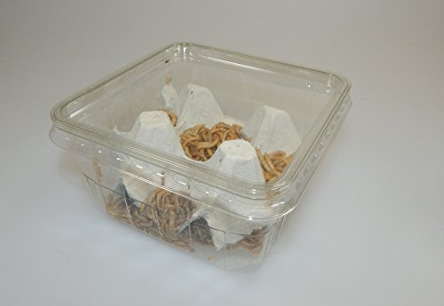 Mehlwürmer lebend 50 g Dose + 20 g Extra, SAHAWA Aufzuchtfutter Vogelfutter, Proteinfutter für Igel, Reptilien, Hühnerfutter, Wachtelfutter, lebende Mehlwürmer
