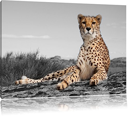 Pixxprint prächtiger Gepard in Savanne B&W, Größe: 80x60cm, Leinwandbild, fertig gespannt, Wandbild, Dekoration, Kunstdruck, kein Poster