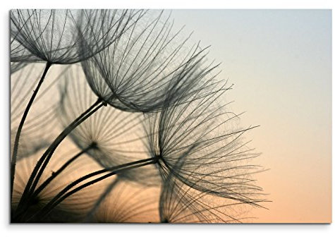120x80cm Leinwandbild auf Keilrahmen Pusteblumen Abendlicht Nahaufnahme Wandbild auf Leinwand als Panorama