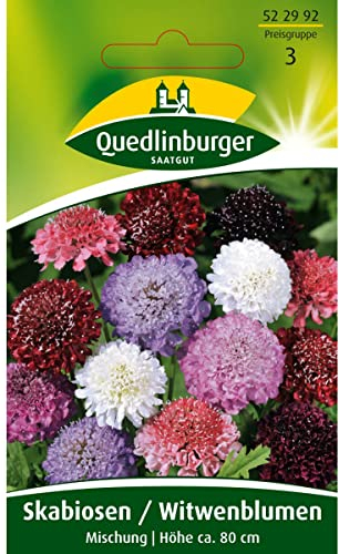 Skabiose, Witwenblume