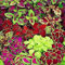 COLEUS MISCUGLIO NR.200 SEMI
