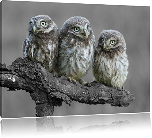 Pixxprint Eulen auf AST B&W, Größe: 80x60cm, Leinwandbild, fertig gespannt, Wandbild, Dekoration, Kunstdruck, kein Poster