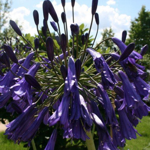 Schmucklilie, Agapanthus africanus blau