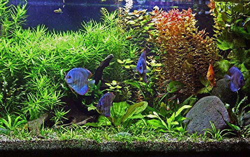 Zoomeister - Pflanzen-Set FÜR DISKUS-Becken - 28°C - BIS 1000L