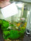 Magic Clean Aquarium Fish Tank Algae & Dirt Sponge, Removes Algae & Lime Deposits Effortlessly For A Clean Fish Tank