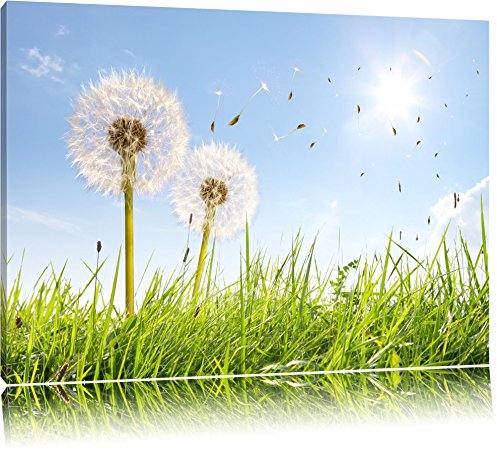 Pixxprint Pusteblumen auf sonniger Frühlingswiese, Größe: 120x80cm, Leinwandbild, fertig gespannt, Wandbild, Dekoration, Kunstdruck, kein Poster
