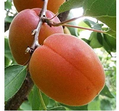 1 PIANTA di ALBICOCCO Reale D'IMOLA Albero da FRUTTO Matura A Giugno
