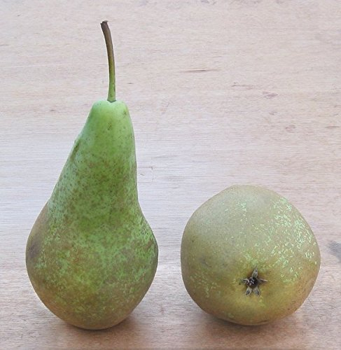 Birne Conference Busch im 7,5 l Topf, 60 cm Stammhöhe