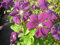 Clematis viticella Etoile Violett (60-100 cm) - Waldrebe/Klematis
