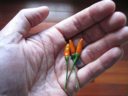 Pfeffer, Siling Labuyo, (10 Samen) Filipino Vogel Chili Sehr selten, Super Hot!
