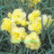 Big Verkauf Nelke Samen Blumensamen, bunten Nelke, Samen von Zierpflanzen - 100 PCS-Partikel