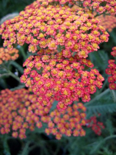 Achillea filipendulina Hybride 'Feuerland' - Schafgarbe - Staudenkulturen Wauschkuhn - Staude im 9x9cm Topf