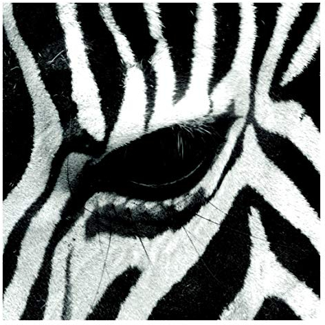 Vliestapete Zebra Crossing No.4 Premium, HxB: 336cm x 336cm