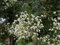 Japanische Pagode, Sophora japonica, Baum 10 Samen (Fast, Auffälliges, duftend, Bonsai)
