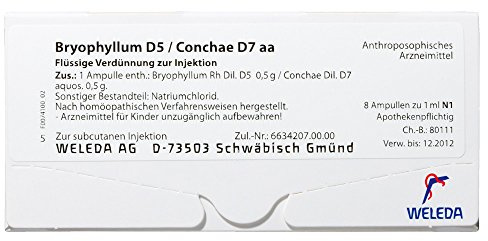 Bryophyllum D 5/Conchae D 7 Ampullen