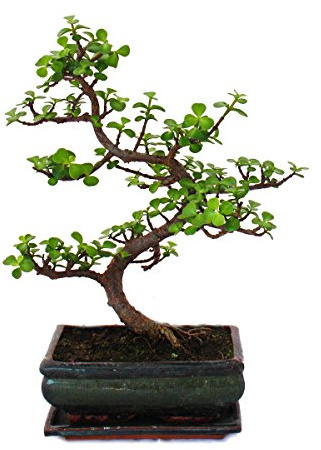 Exotenherz - Bonsai - Portulacaria afra - Jadebaum - Afrikanischer Elefantenbaum - ca. 7-8 Jahre
